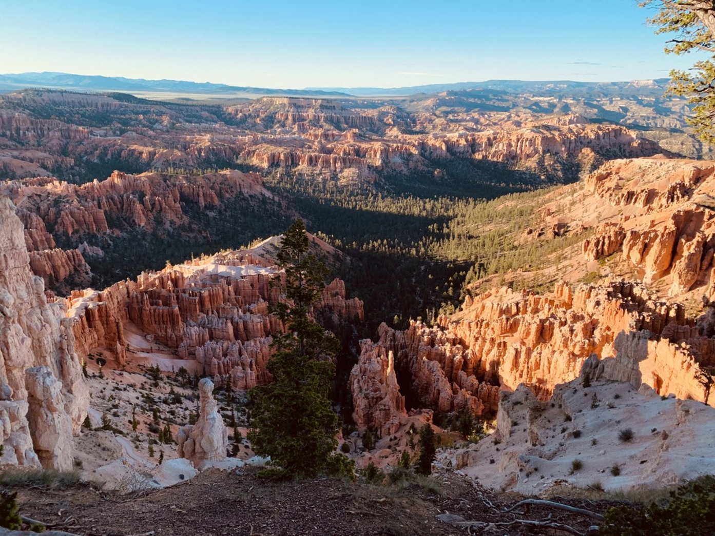 bryce canyon view of trees under canyon