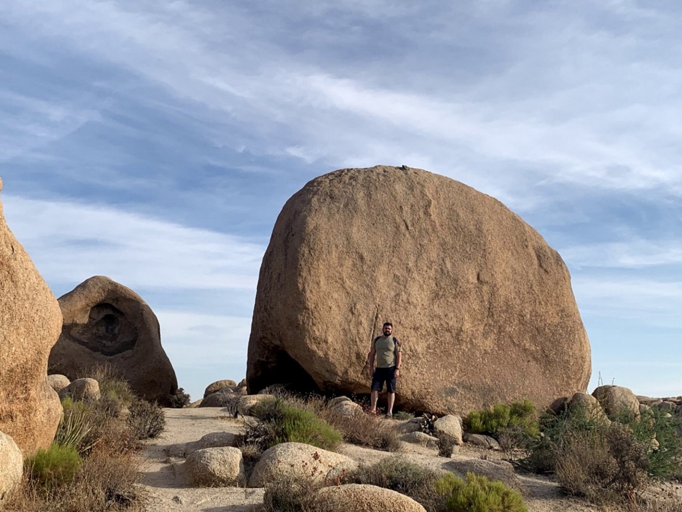 joshua tree