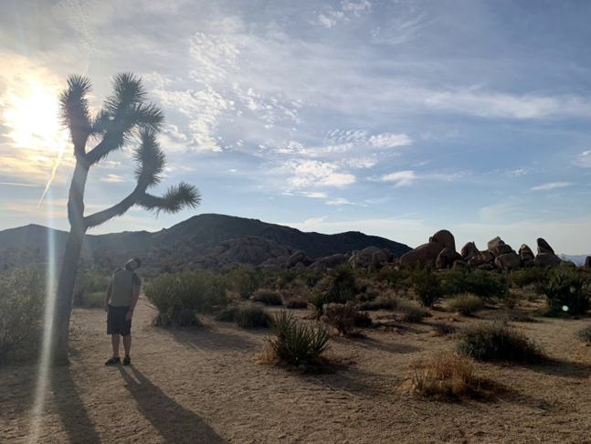 image of a lone tree in the desert