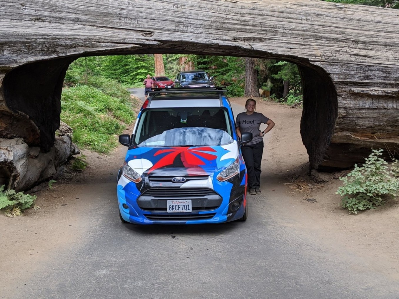A tunnel made from a fallen redwood that cars can drive under