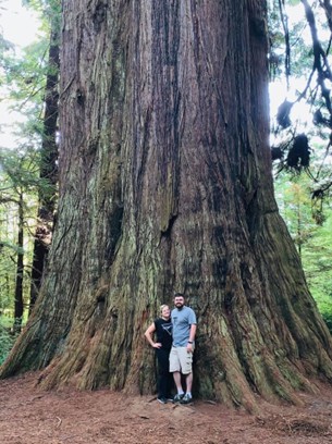 Giant Redwood Tree