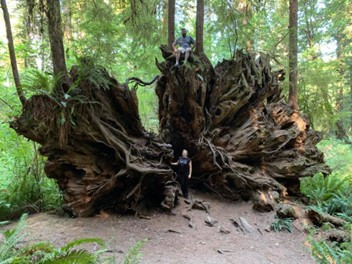 Giant fallen Redwood Tree's roots