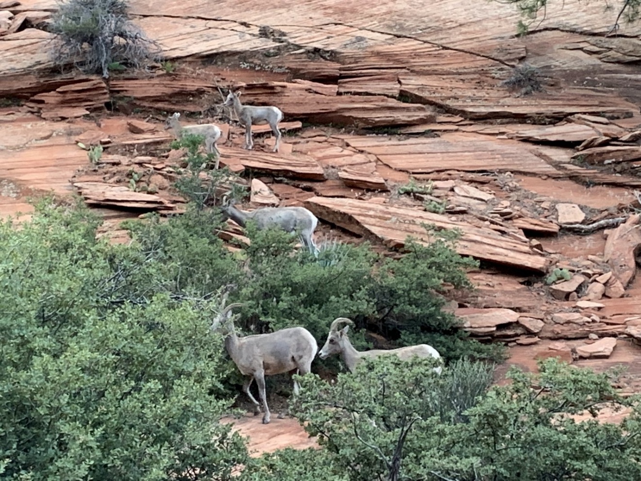 Zion canyon cliffs