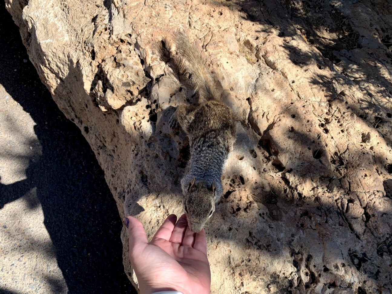 Grand Canyon squirrel